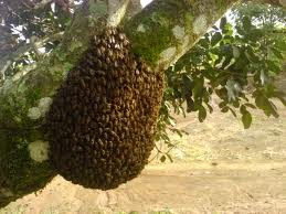 Swarming - big swarm 