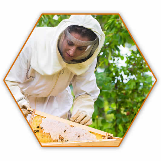 Beekeeping Course Galway Tribes Beekeepers