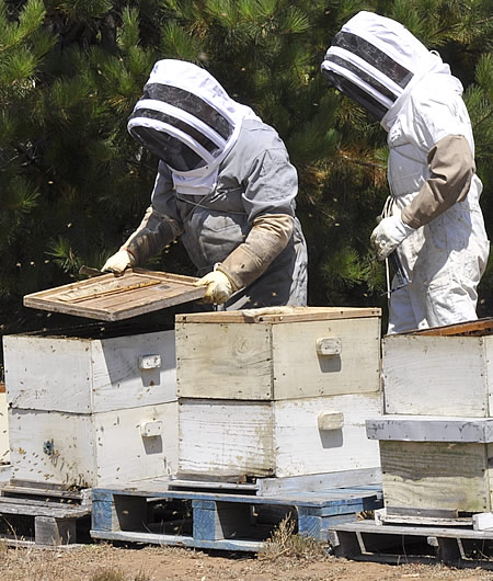 Introduction to Beekeeping for Beginners
